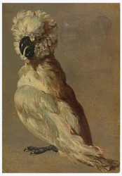 A White-Brown Cockatoo